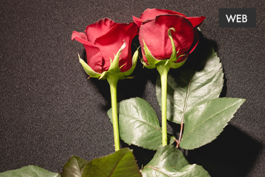 In this article, you will learn in great detail how we developed the website of funeral services