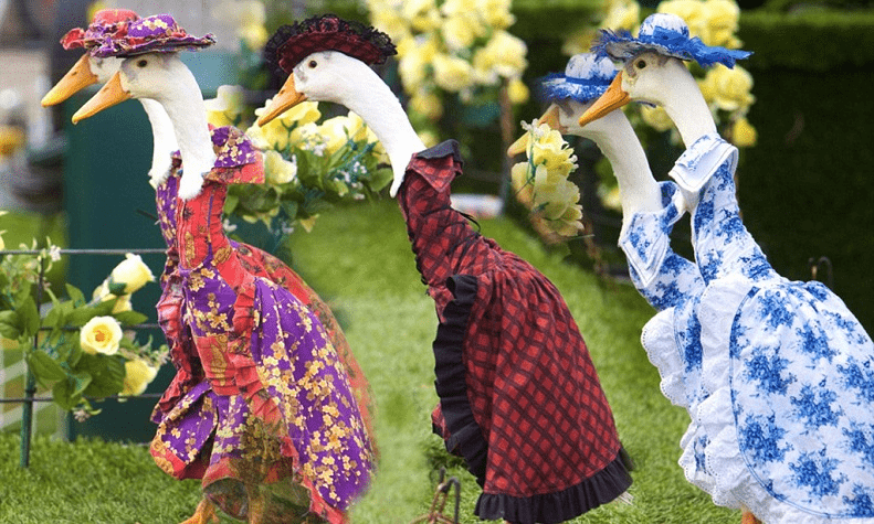 Festivalul de rață în Italia